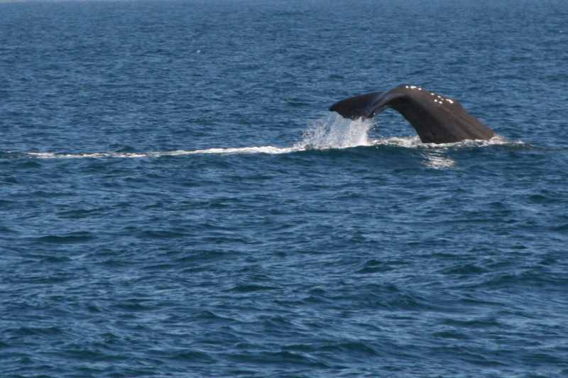Nieuw-Zeeland 2011 - 1222